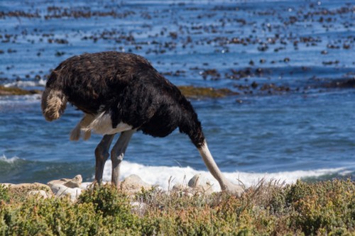 Ostrich-buries-its-head-in-the-sand.jpg