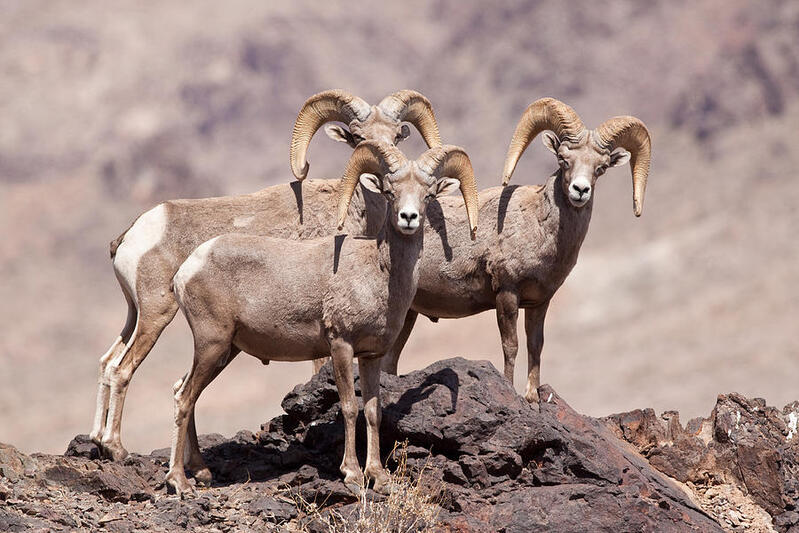 3-desert-bighorn-sheep-rams-craig-k-lorenz.jpg