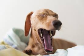 dog+yawning+download.jpg