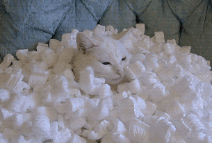 polystyrene-packing-chips-dropped-cat-not-happy-accepting-13813559942.gif