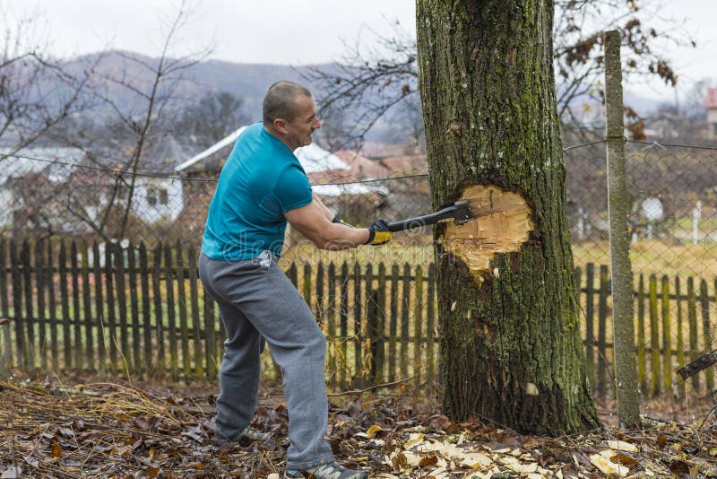 lumberjack-worker-chopping-down-tree-breaking-off-many-splinte-splinters-forest-big-axe-132340909.jpg