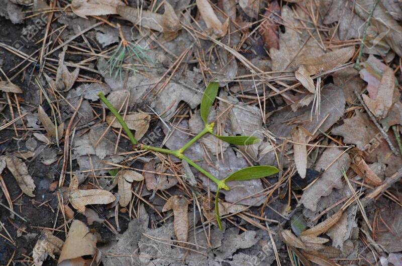 24654156-small-mistletoe-stick-on-ground-dry-leaves-surface.jpg