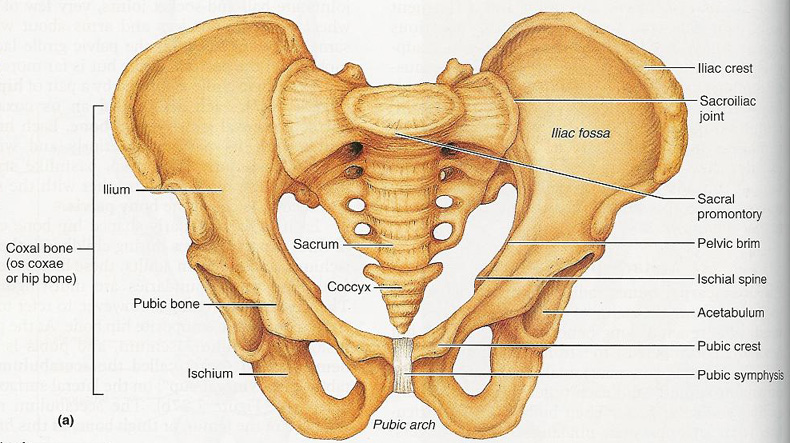 human-body-parts-pelvic-bone-pelvis.jpg